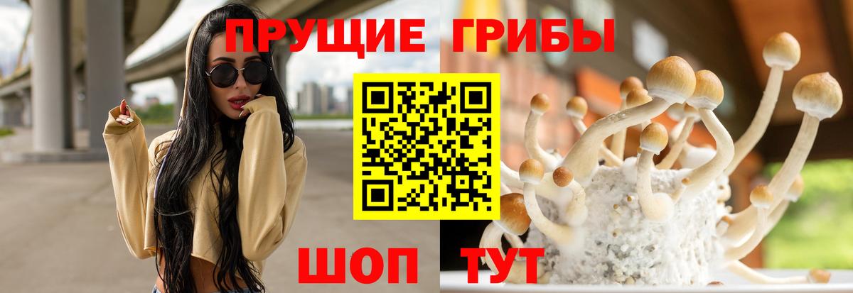Галлюциногенные грибы Psilocybe Урюпинск
